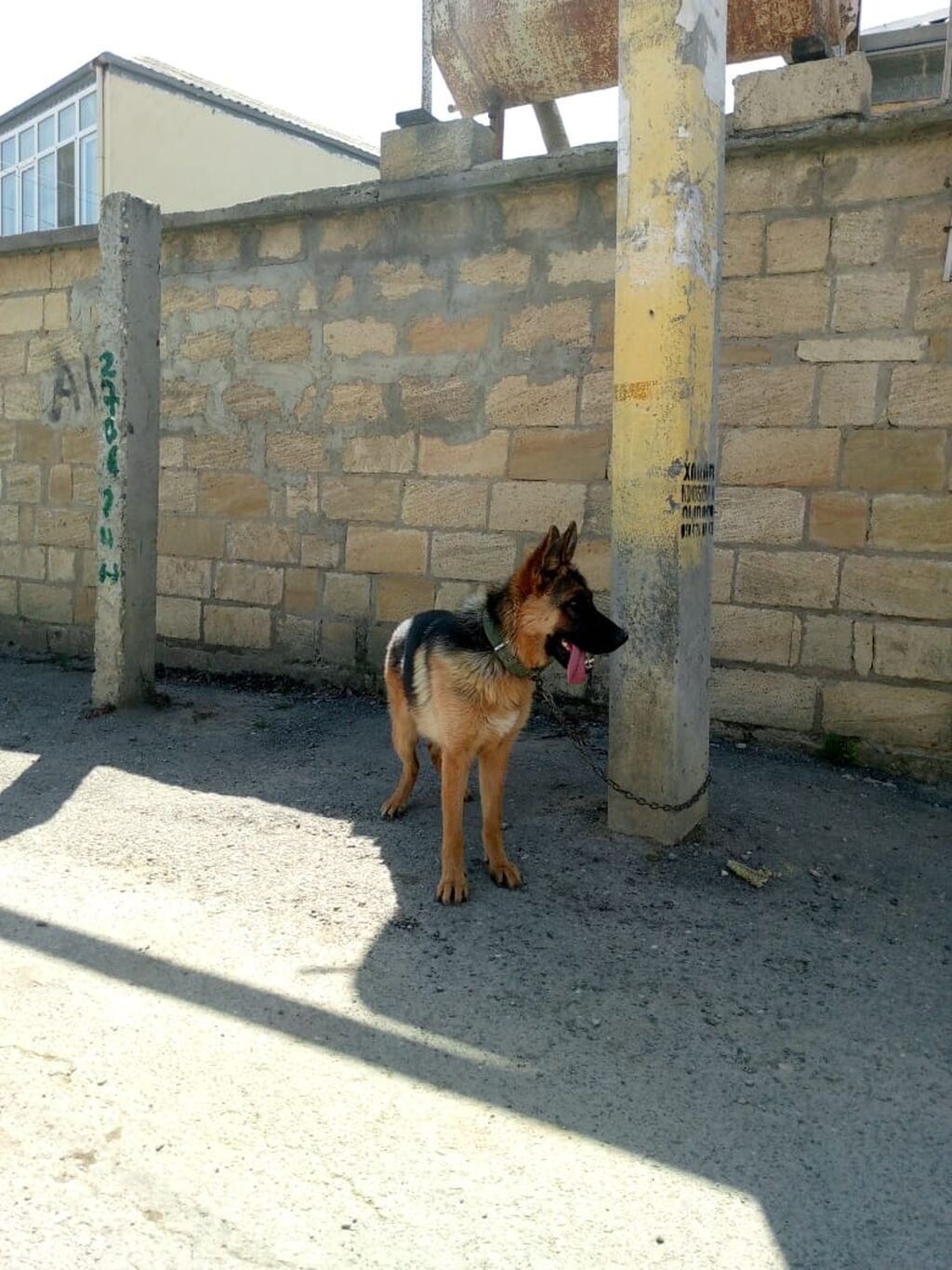 Alman çoban iti — Köpəklər, Xırdalan (2)