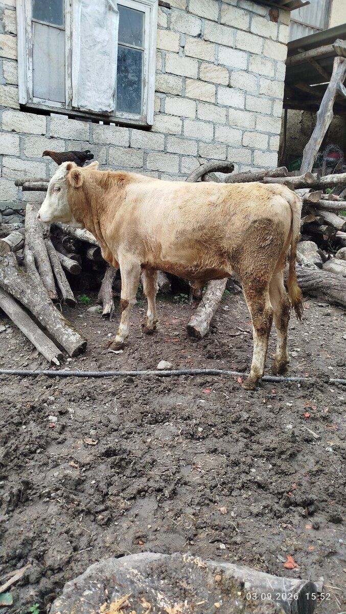 Dana — Kənd təsərrüfatı heyvanları, Qusar (2)
