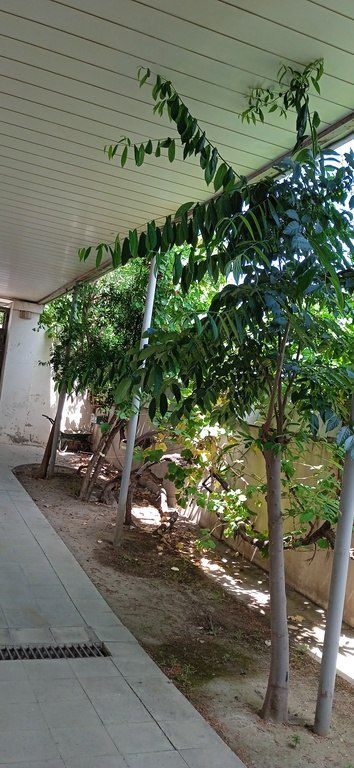 Satılır 5 otaqlı həyət evi/bağ evi 258 m² — Ev, villa, Bakı (5)