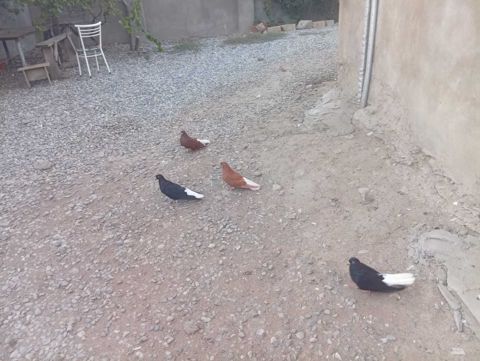 Göyərçinlər — Bakı