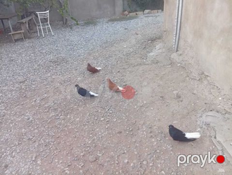 Göyərçinlər — Bakı