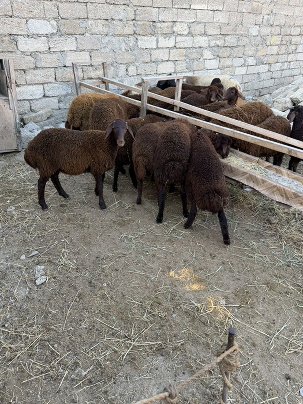 Salam aleyküm 23 baş quzdu 6 dışı 17 erken kom 320 m tek tek 280 dan — Kənd təsərrüfatı heyvanları, Digah (9)