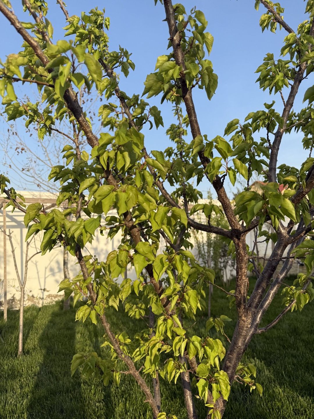 Satılır 4 otaqlı həyət evi/bağ evi 120 m² — Ev, villa, Bakı (8)