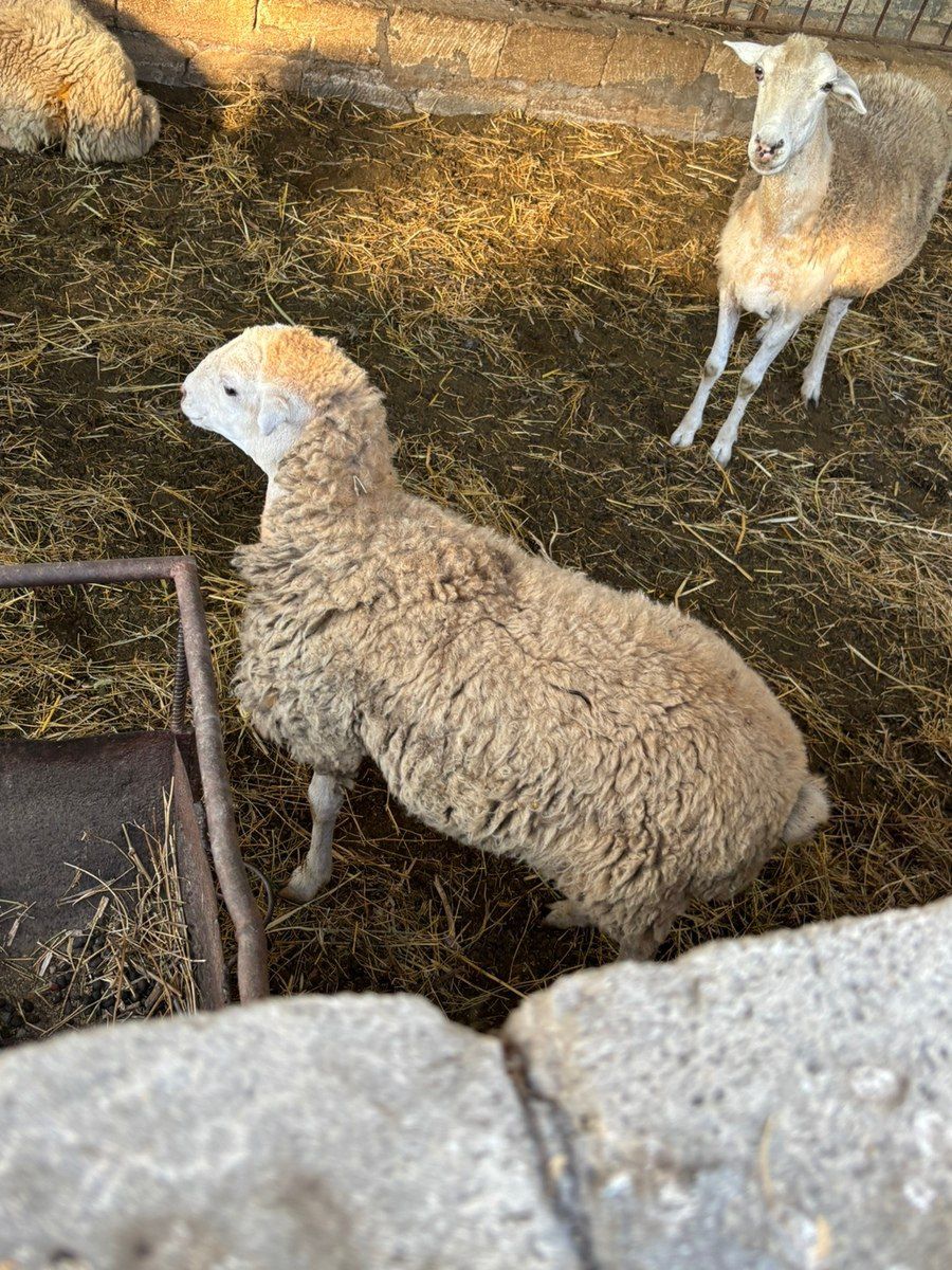 Quzular — Kənd təsərrüfatı heyvanları, Bakı (3)