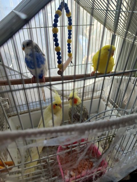 Qəfəsdə bir neçə dekorativ quş: 2 zebra nimfa (cockatiel) sarı — Bakı