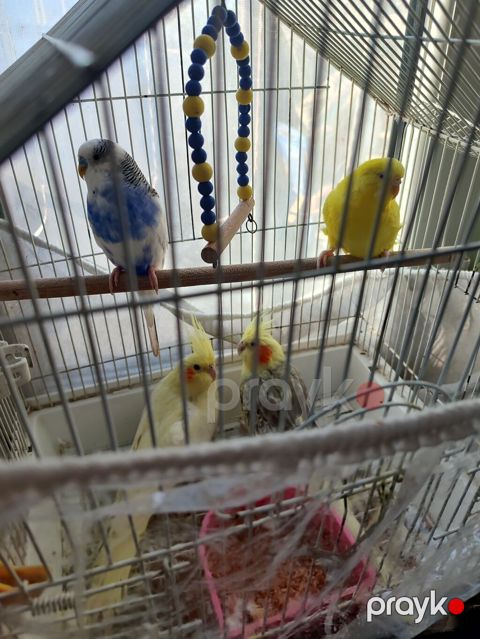 Qəfəsdə bir neçə dekorativ quş: 2 zebra nimfa (cockatiel) sarı — Bakı