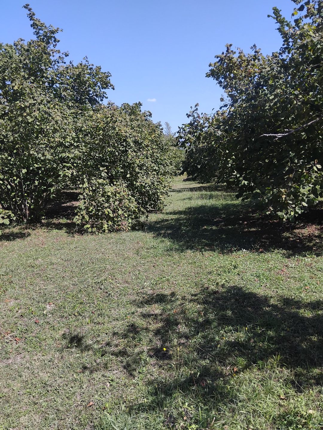 Satılır torpaq 40 sot — Torpaq, Qəbələ (11)