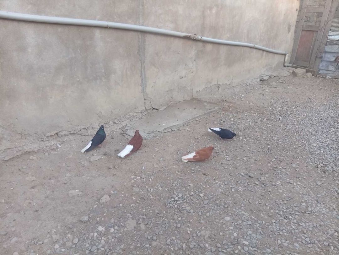 Göyərçinlər — Quşlar, Bakı (5)