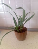 Bulbergia nutant – digər adı "Kraliçanın göz yaşları" Dekorativ — Растения