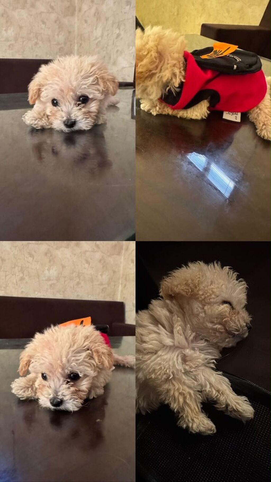 Pudel, 3 ay, Erkək — Köpəklər, Digah (3)