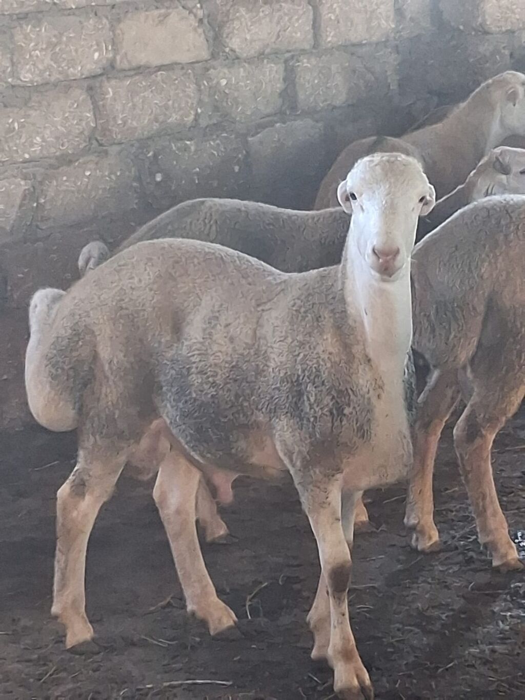 Quzu.Erkək super kök quzular.Diri çəkisi 9 AZN.Beyləqan cinsidir. 3-4 — Kənd təsərrüfatı heyvanları, Digah (10)