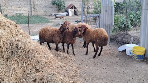 Qala quzuları — Bakı