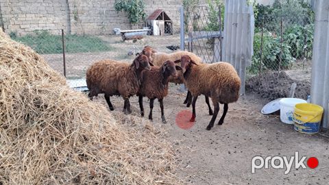 Qala quzuları — Bakı