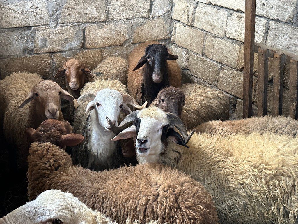 Quzu və qoyun — Kənd təsərrüfatı heyvanları, Bakı (10)