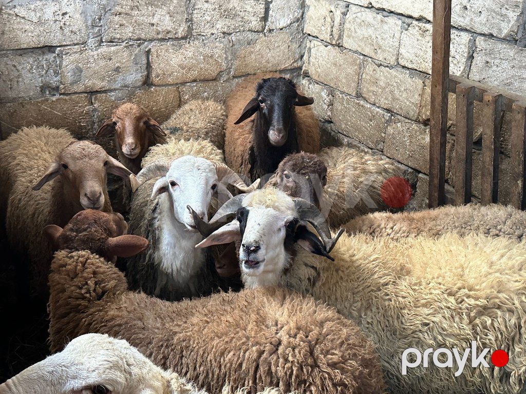 Quzu və qoyun — Kənd təsərrüfatı heyvanları, Bakı (10)
