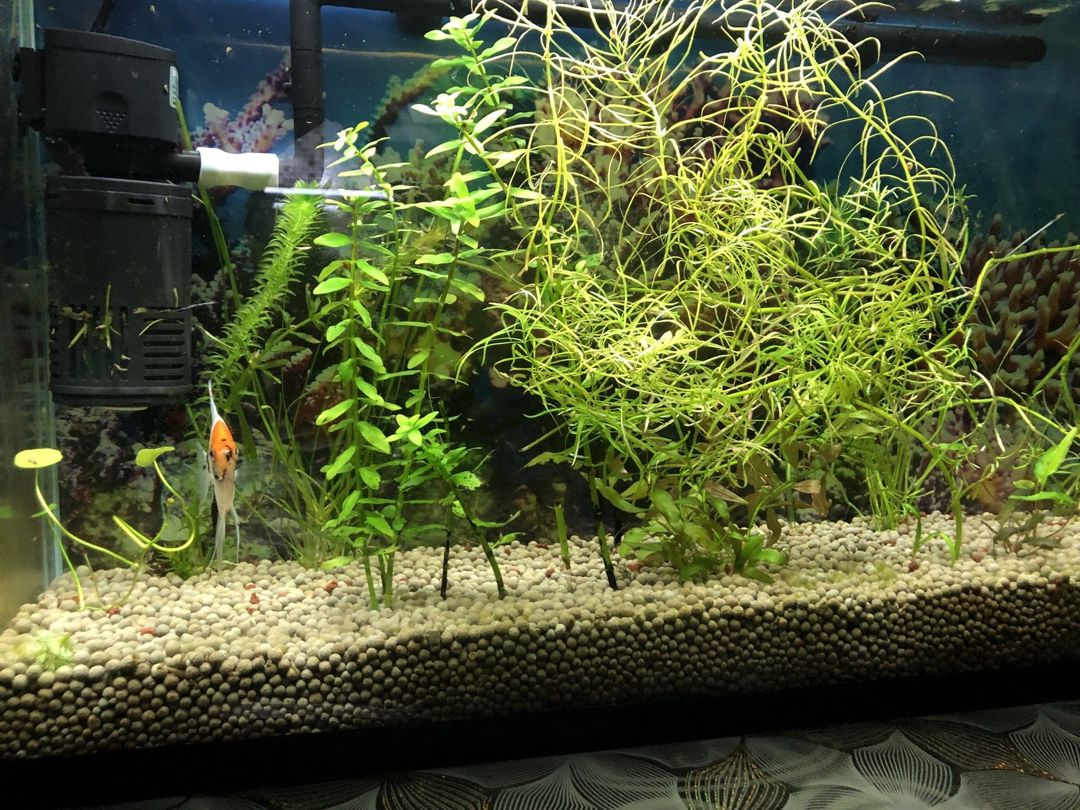 Akvarium — Akvariumlar və balıqlar, Xırdalan