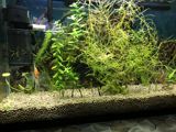 Akvarium — Akvariumlar və balıqlar