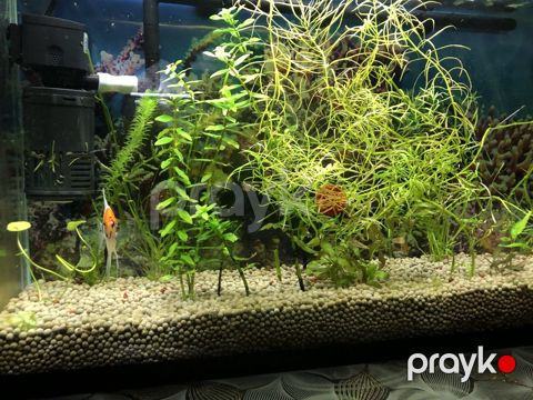 Akvarium — Xırdalan