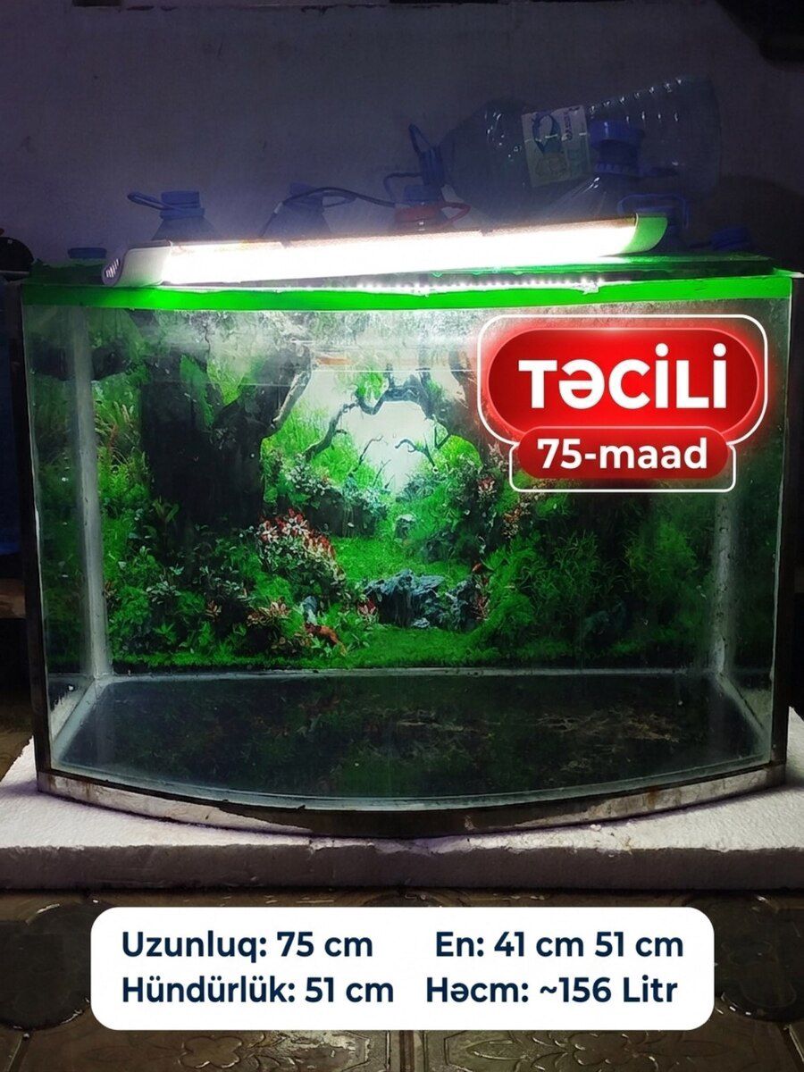 Akvarium — Akvariumlar və balıqlar, Bakı (2)