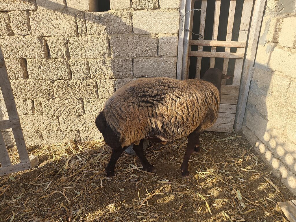 Qala qoçu satılır super qoyun sürməyi var damazliga yararlidir — Kənd təsərrüfatı heyvanları, Bakı (6)