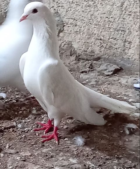 Göyərçinlər — Salyan