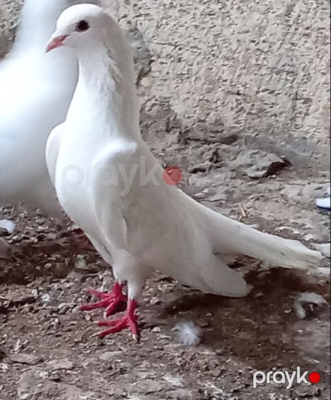 Göyərçinlər — Salyan