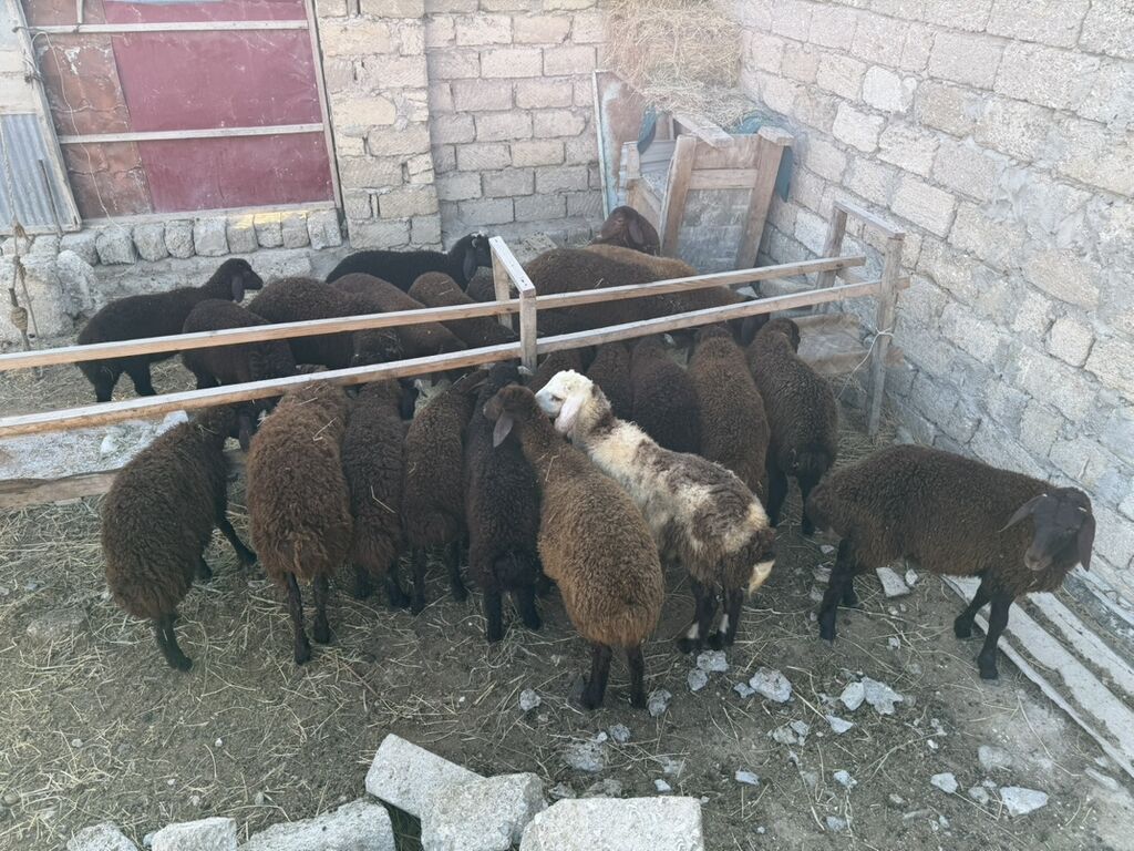 Salam aleyküm 23 baş quzdu 6 dışı 17 erken kom 320 m tek tek 280 dan — Kənd təsərrüfatı heyvanları, Digah (6)