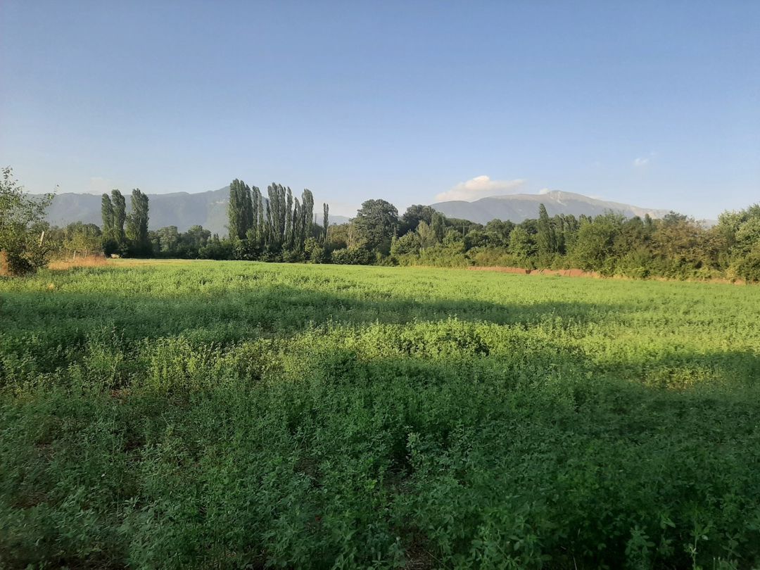 155 sot torpaq sahəsi, Ismayıllı r — Torpaq, İsmayıllı