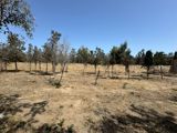 22 sot torpaq sahəsi, Şüvəlan qəs — Abşeron Bağları — Land plot