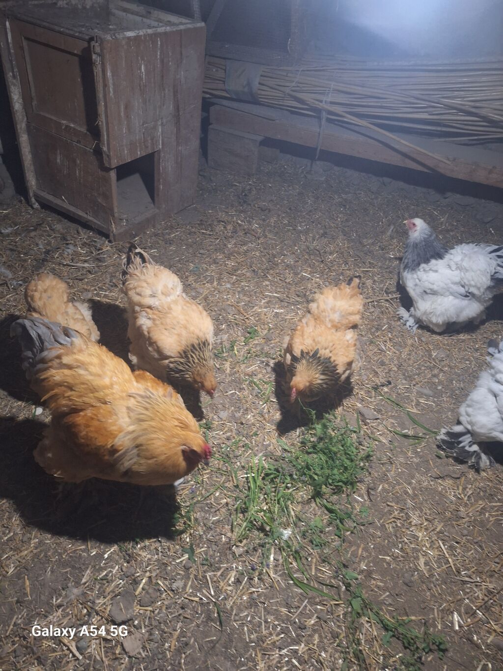 Məhsul: Brahma cinsli ev quşları Təsvir: təmiz damazlıq heyvan — Toyuq və xoruz, Gəncə (4)