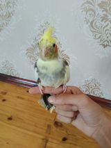 Tutuquşu — Птицы