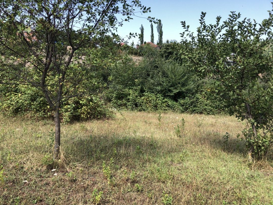 22 sot torpaq sahəsi, Şabran r — Torpaq, Şabran (6)
