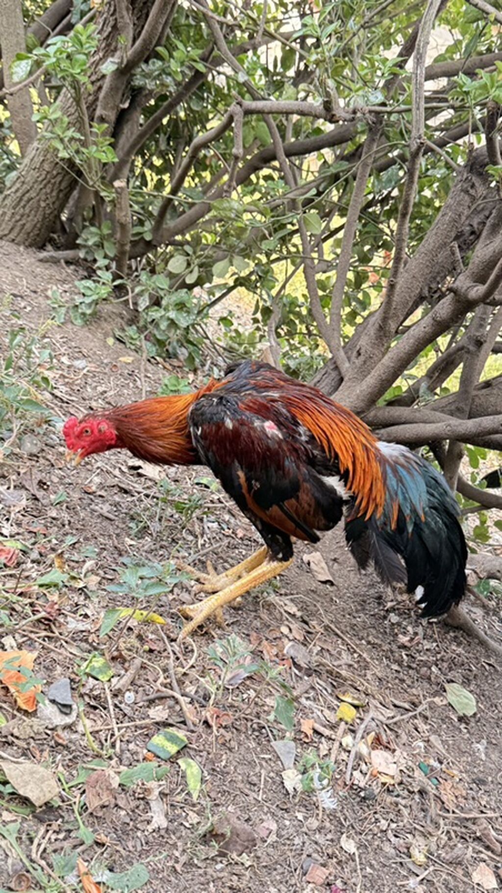 Xoruz, Heyratı, il: 1, Ödənişli çatdırılma, Rayonlara çatdırılma — Toyuq və xoruz, Göytəpə