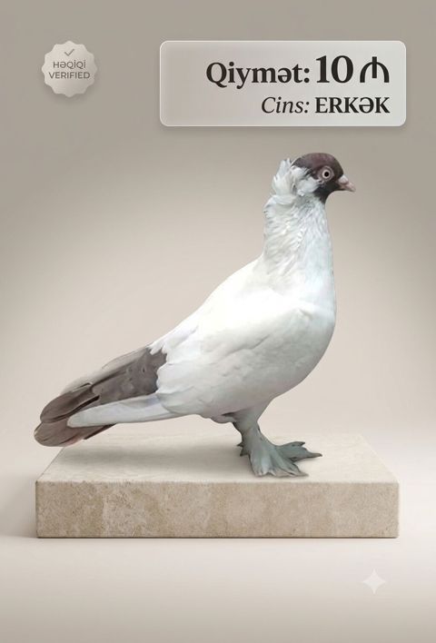 Məhsul: Göyərçin (erkək) Qiymət: 10 — Bakı