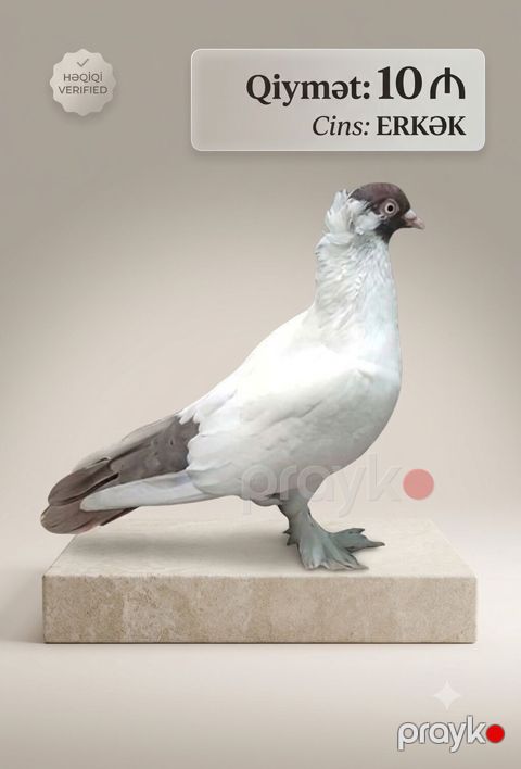 Məhsul: Göyərçin (erkək) Qiymət: 10 — Bakı