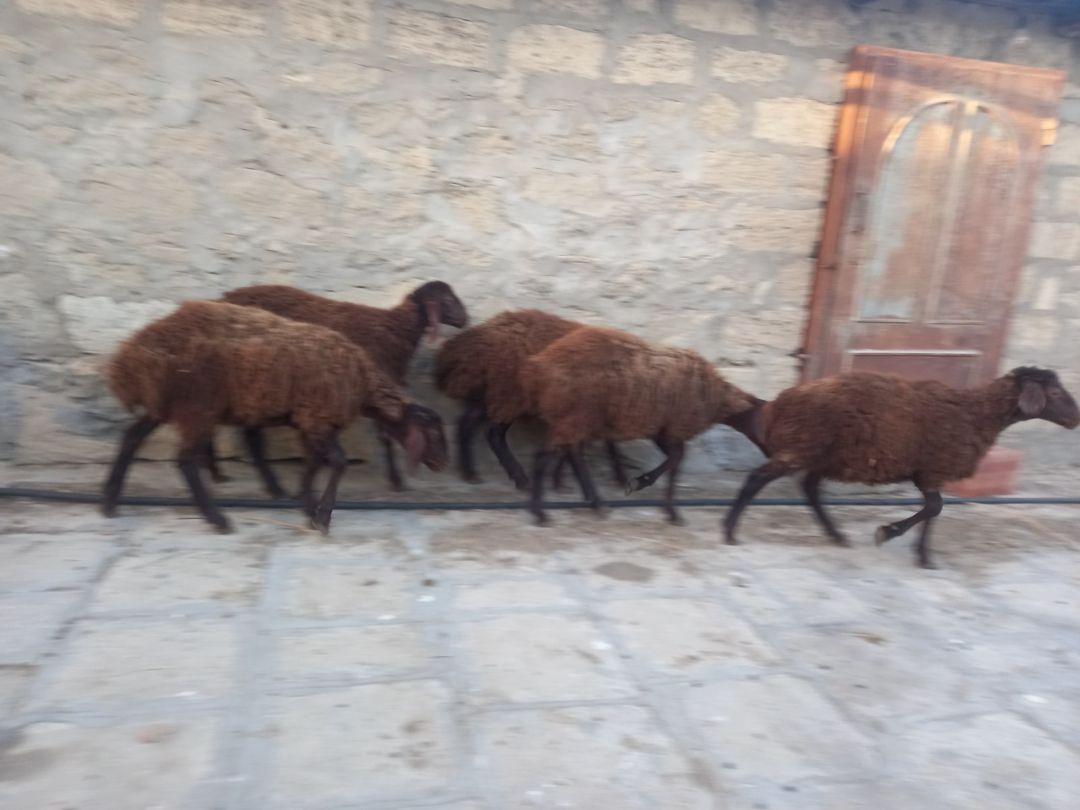 Quzular — Kənd təsərrüfatı heyvanları, Bakı (2)