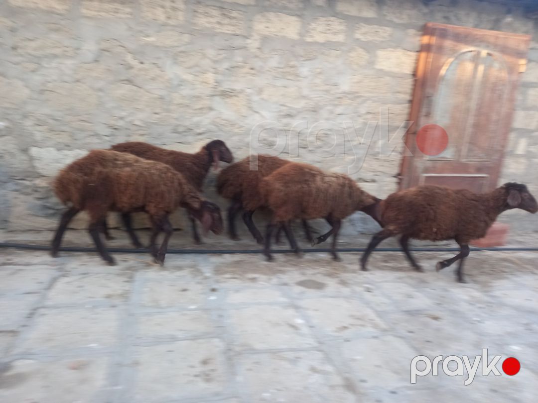 Quzular — Kənd təsərrüfatı heyvanları, Bakı (2)
