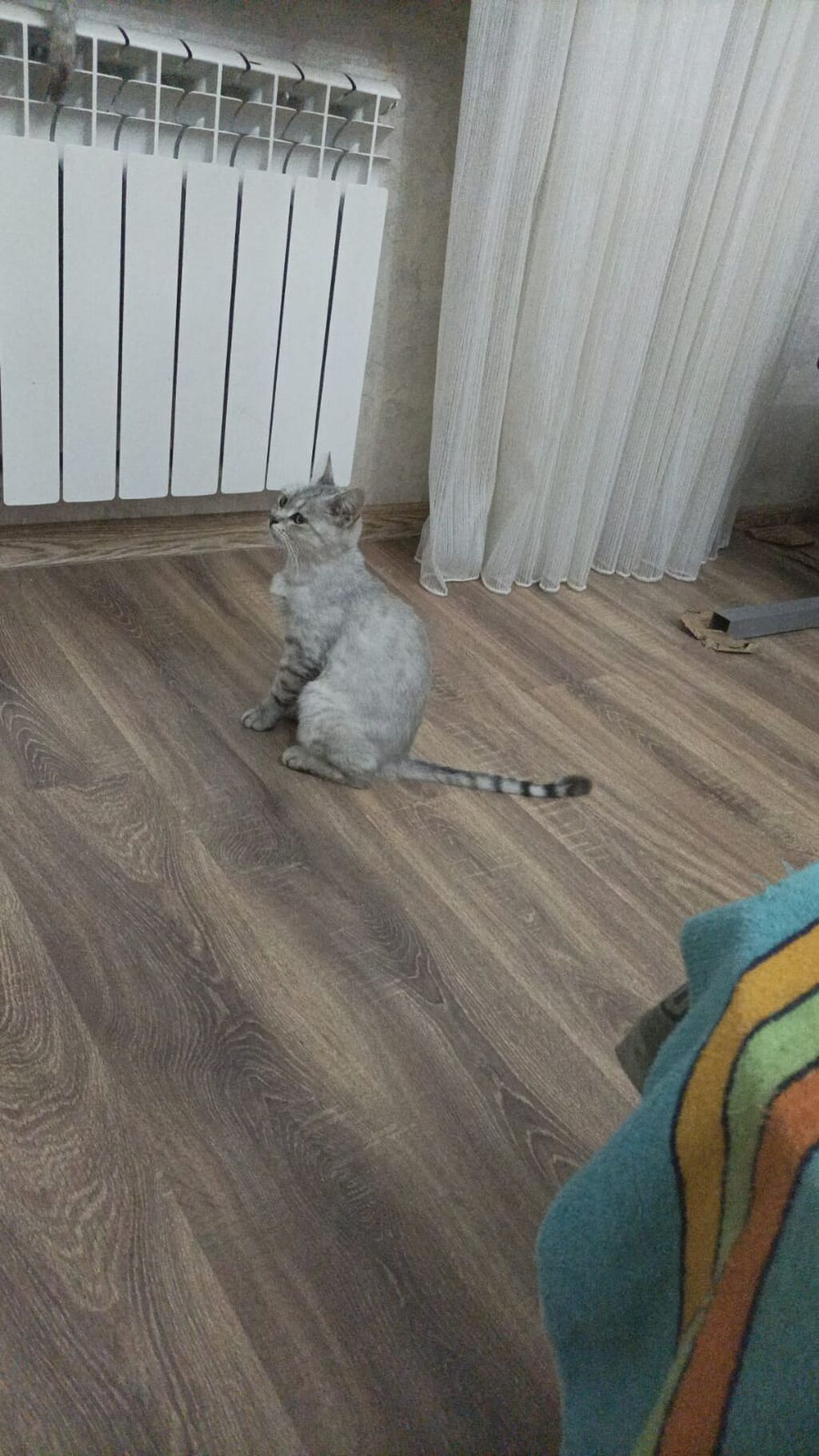 Şotland, Dişi, Yaxşı əllərə — Pişiklər, Sumqayıt (3)