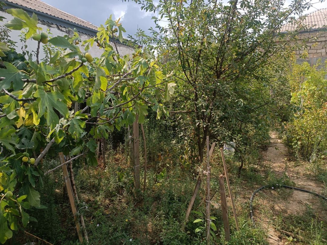 4 sot torpaq sahəsi, Binəqədi r — Torpaq, Bakı (3)