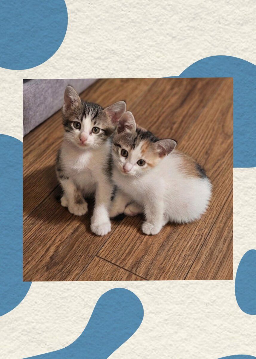 Котенок в добрые руки — Pişiklər, Bakı (12)