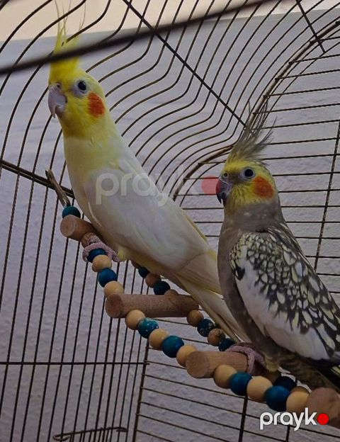 Erkək&dişi