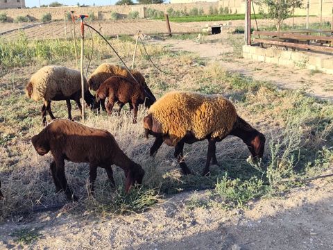 Dişi, Qala, il: 1, Damazlıq, Ünvandan götürmə — Bakı