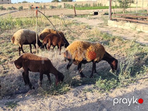 Dişi, Qala, il: 1, Damazlıq, Ünvandan götürmə — Bakı