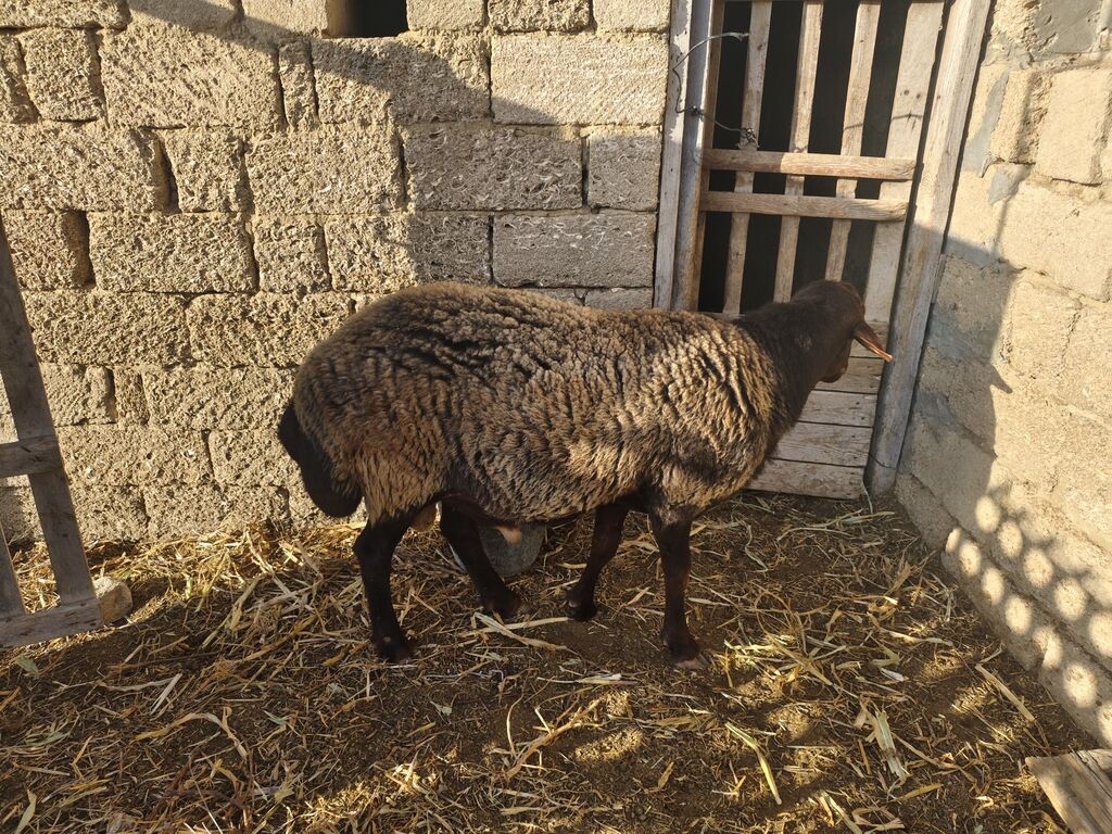 Qala qoçu satılır super qoyun sürməyi var damazliga yararlidir — Kənd təsərrüfatı heyvanları, Bakı (5)