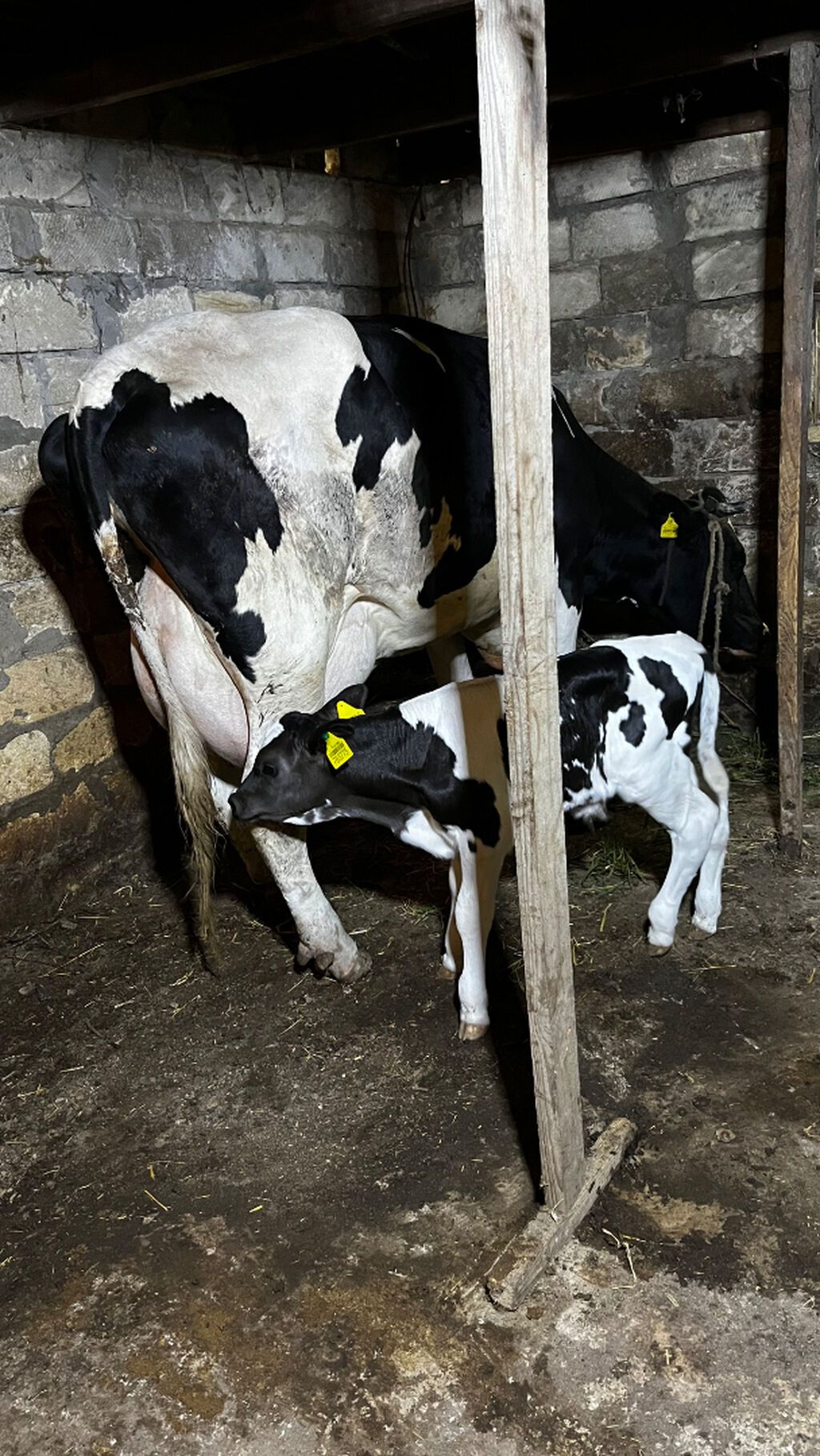 Salam 2 ci balasıdı erkəydi 30 l süd verir Heyvan saray — Digər heyvanlar, Sumqayıt (3)