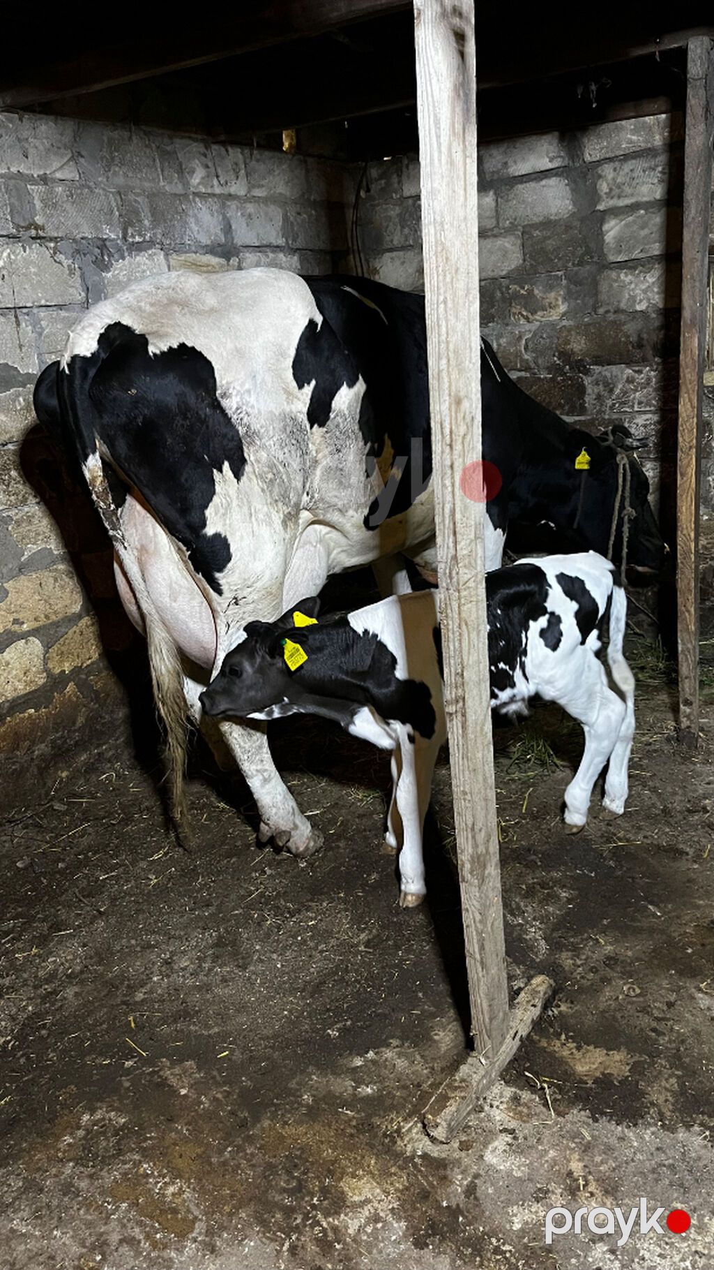 Salam 2 ci balasıdı erkəydi 30 l süd verir Heyvan saray — Digər heyvanlar, Sumqayıt (3)
