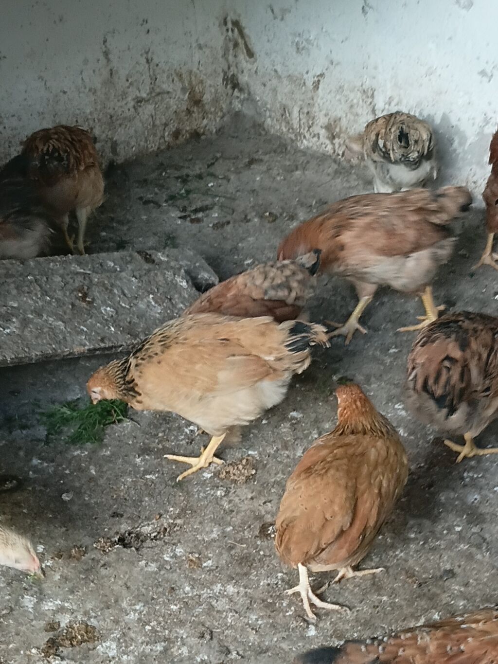 Toyuq cücələri, Damazlıq — Toyuq və xoruz, Digah (2)