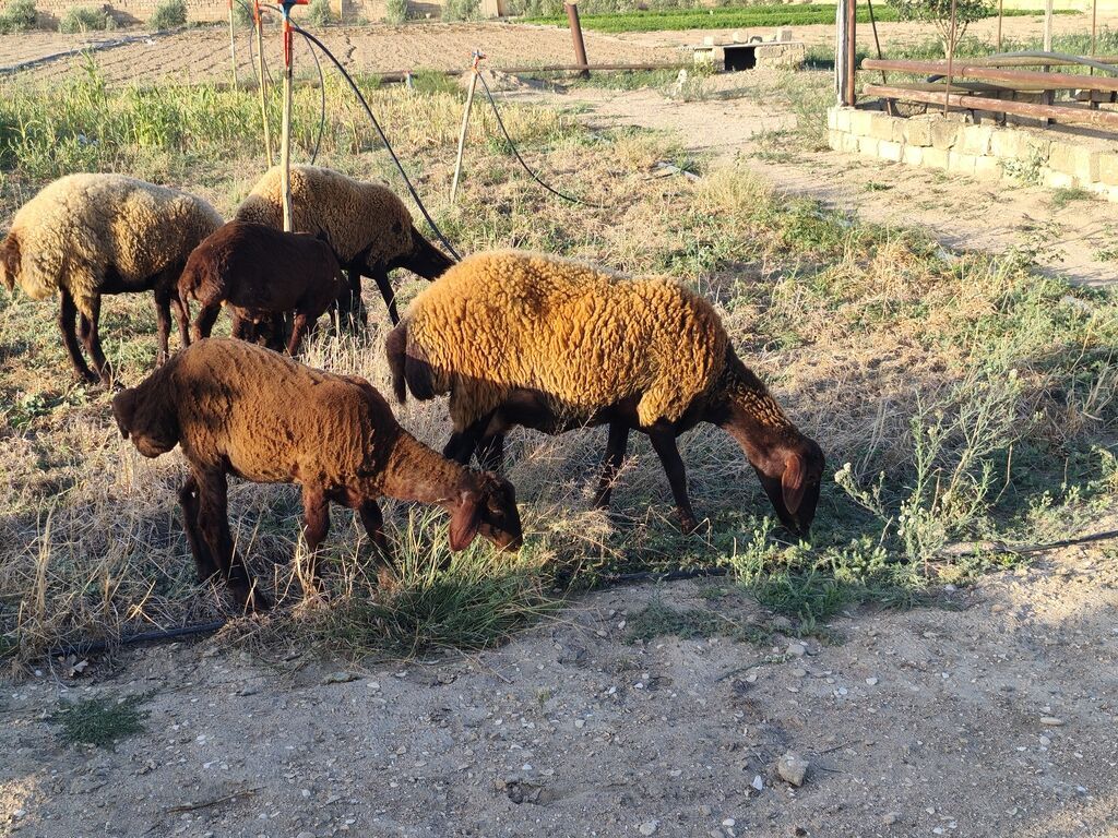 Dişi, Qala, il: 1, Damazlıq, Ünvandan götürmə — Kənd təsərrüfatı heyvanları, Bakı (2)