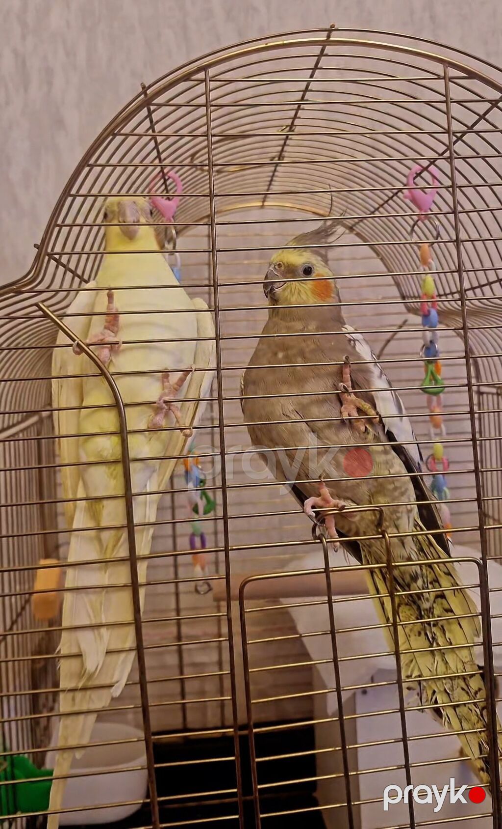 Erkək&dişi — Tutyun papağayı, Mehdiabad (3)