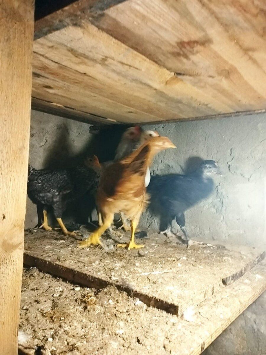 Cücələr — Quşlar, Bakı (3)
